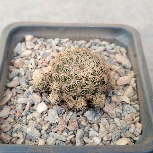 Sulcorebutia albini-albida KK 1214