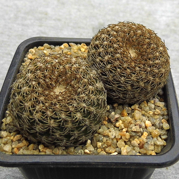 Sulcorebutia arenacea HS 30