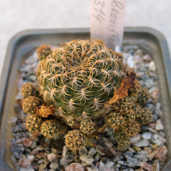 Sulcorebutia breviflora L 314