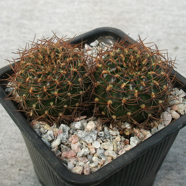 Sulcorebutia candiae Sulcorebutia candiae