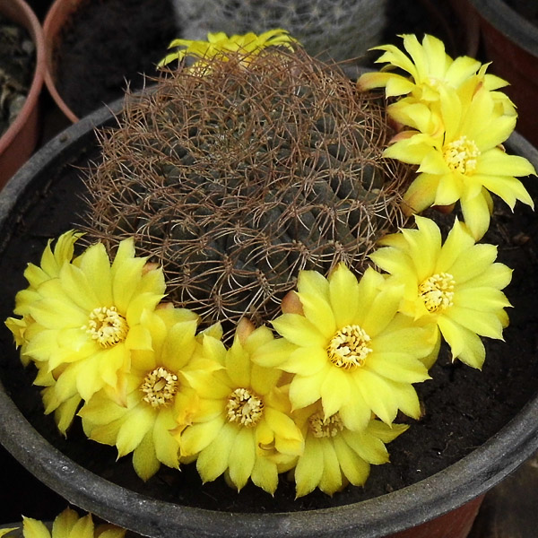 Sulcorebutia candiae_ Sulcorebutia candiae_