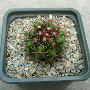 Thelocactus bicolor