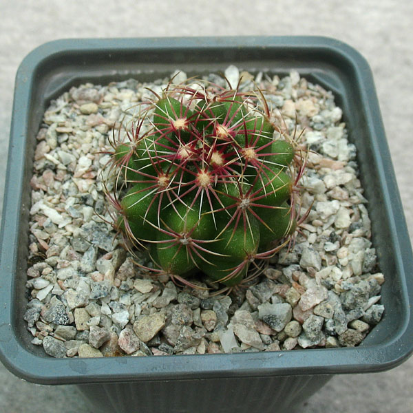 Thelocactus bicolor
