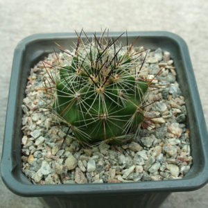Thelocactus lausseri MZ 1452
