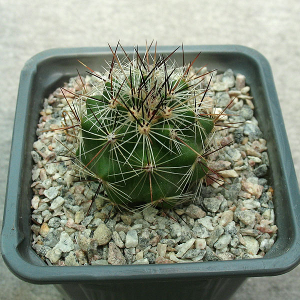 Thelocactus lausseri MZ 1452