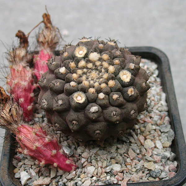 Thelocephala esmeraldana MT 06-011