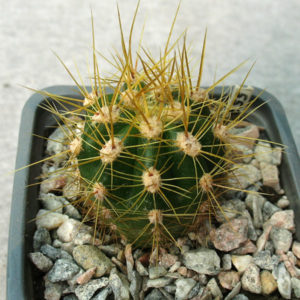 Trichocereus candicans GN 1682