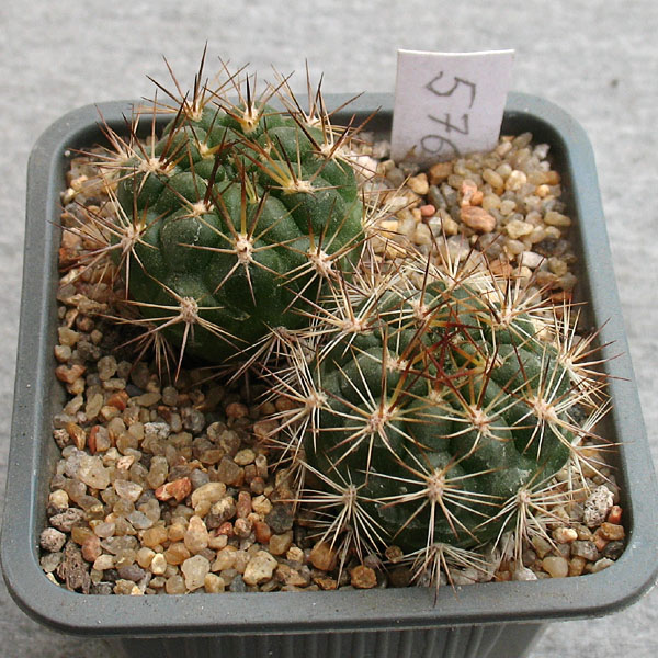 Weingartia spec. PL 870