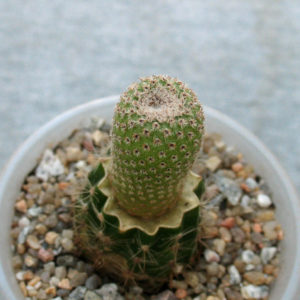 Yavia cryptocarpa