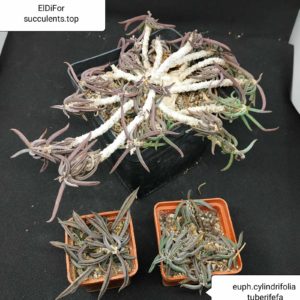 насіння euphorbia cylindrifolia tuberifera  seeds