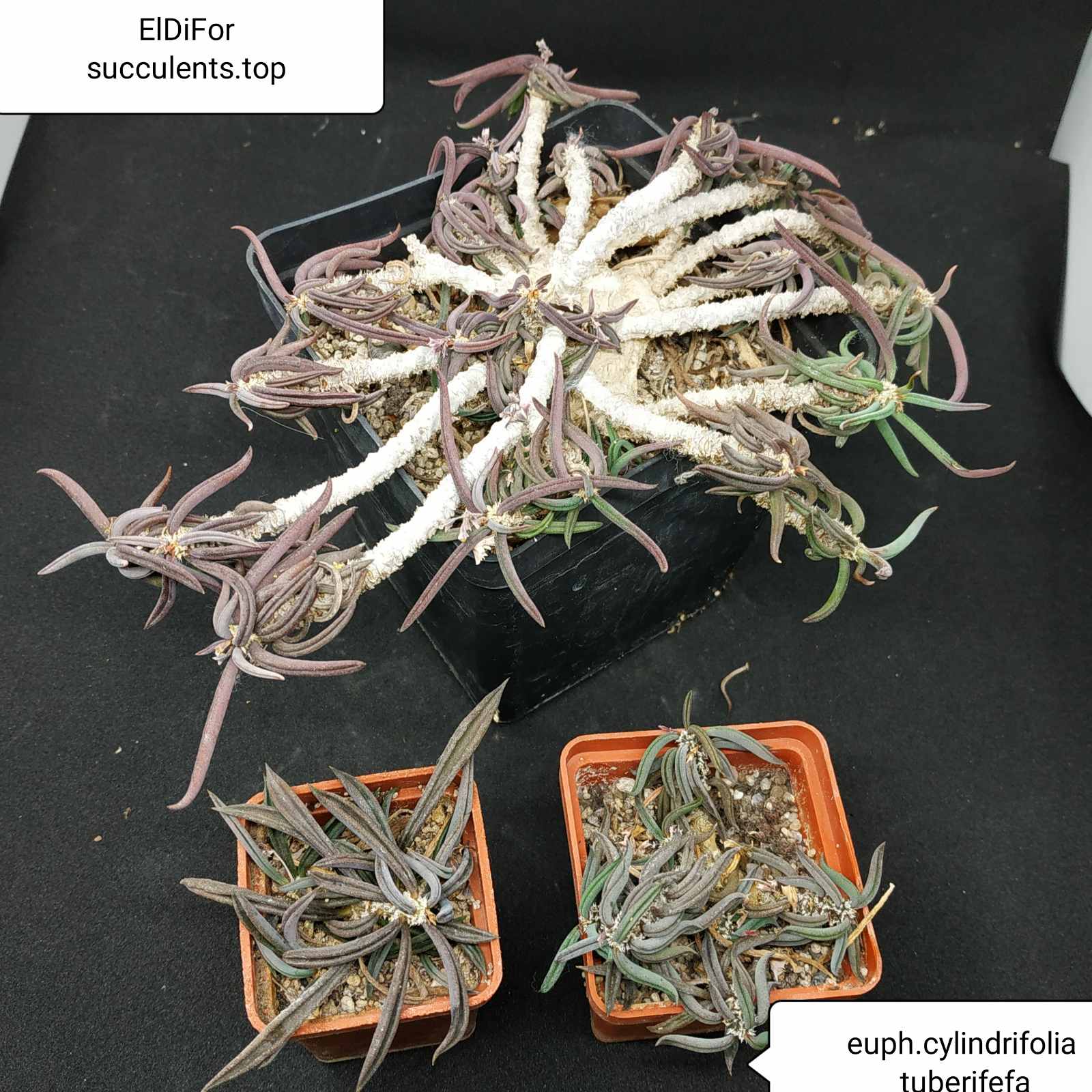 насіння euphorbia cylindrifolia tuberifera  seeds