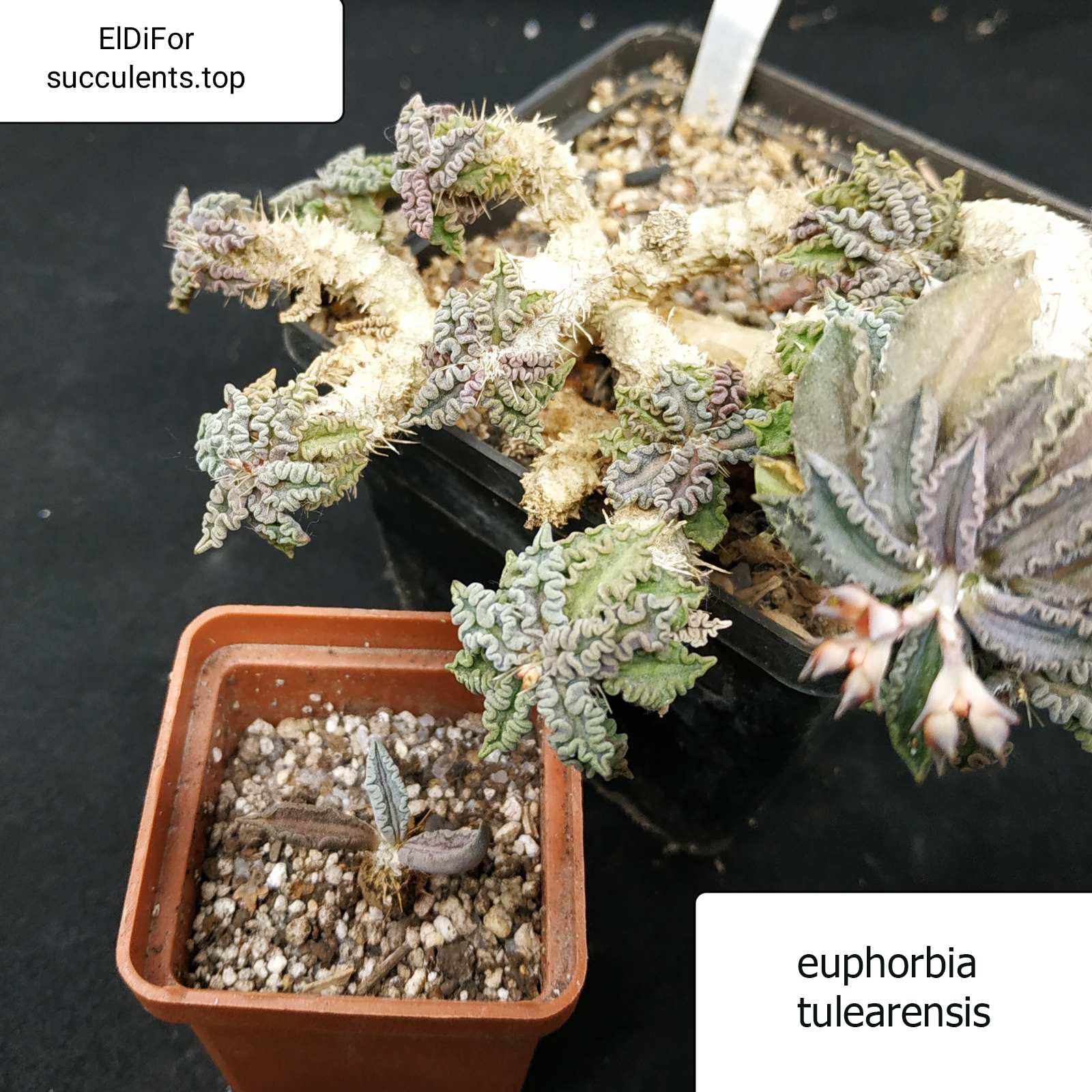насіння euphorbia tulearensis seeds