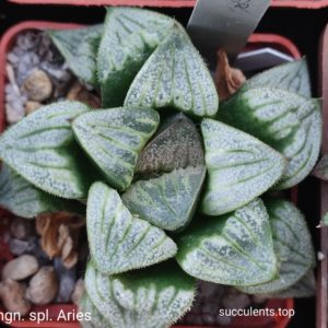 насіння haworthia S518 splendens cv Aries x haw seeds