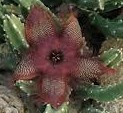 Stapelia asterias -пагони- (Копировать)