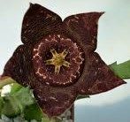 Stapelia divergens -пагони-
