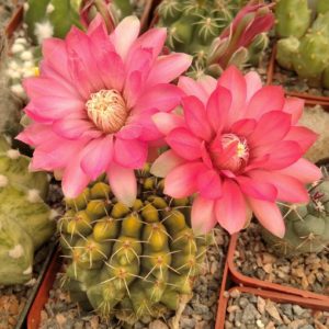 Gymnocalycium baldianum -cultivare-seeds-насіння-