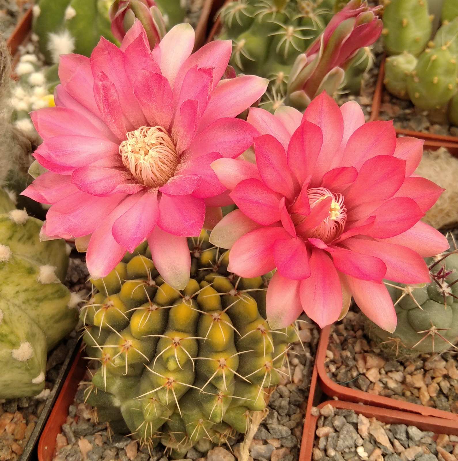Gymnocalycium baldianum -cultivare-seeds-насіння-