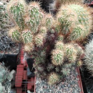 Cereus peruvianus f. monstrosa -s