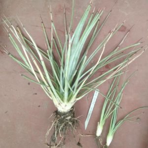 Аgave  stricta f. rubra- Koehres- ціна за 1 пагін.