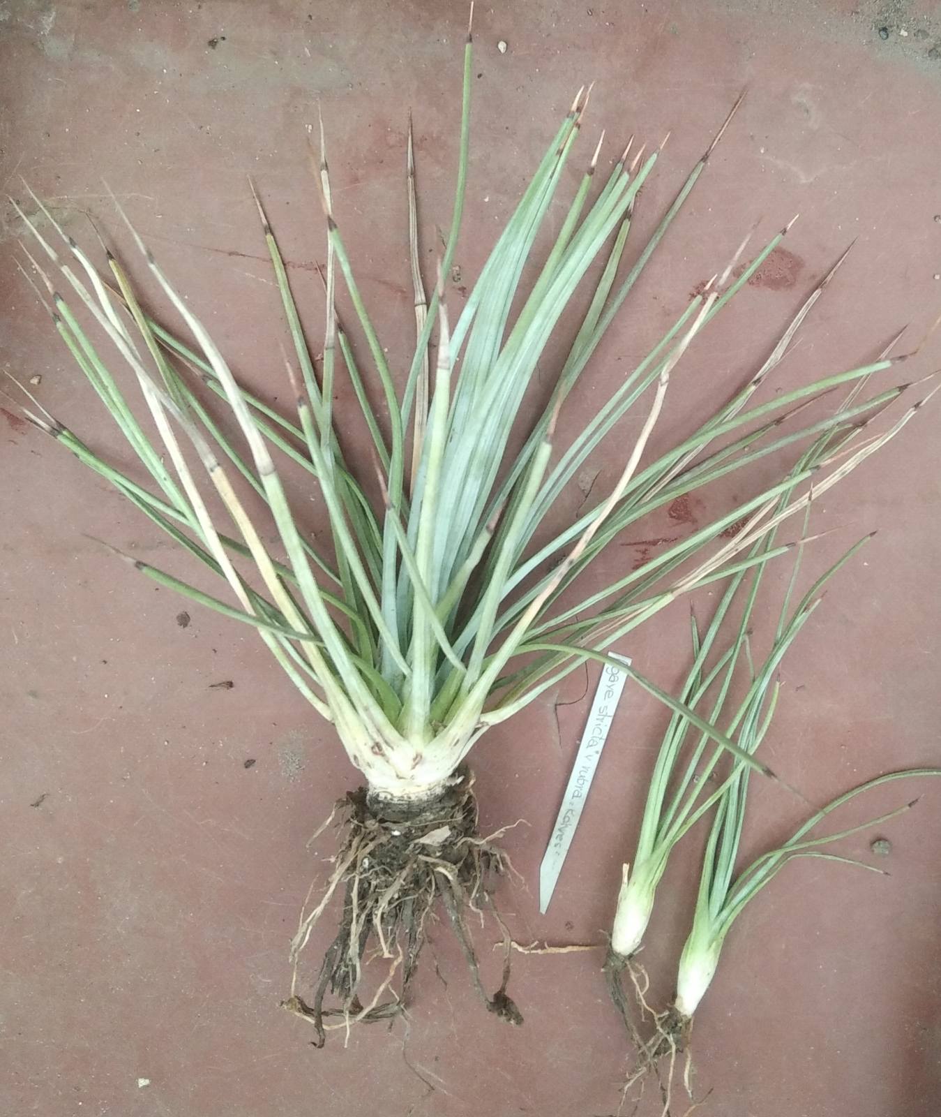 Аgave  stricta f. rubra- Koehres- ціна за 1 пагін.