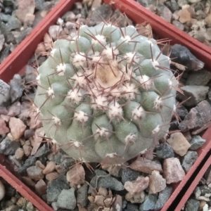 Copiapoa columna-alba JN1926 cube-7cm-прихована підщепа-