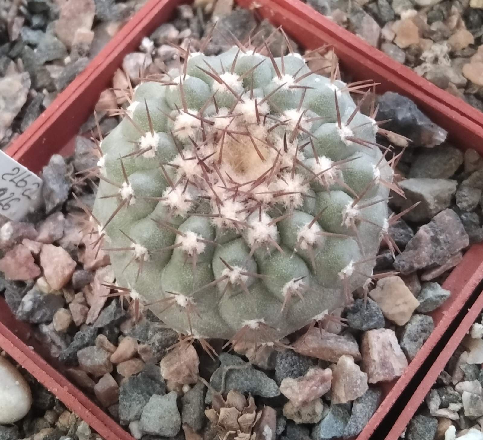 Copiapoa columna-alba JN1926 cube-7cm-прихована підщепа-