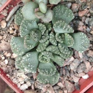 Titanopsis calcarea -s