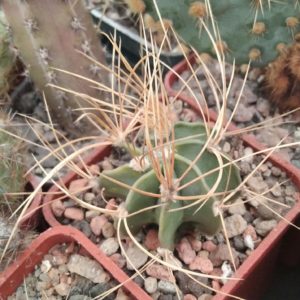 Astrophytum  senile v. aureum- cube-5cm-