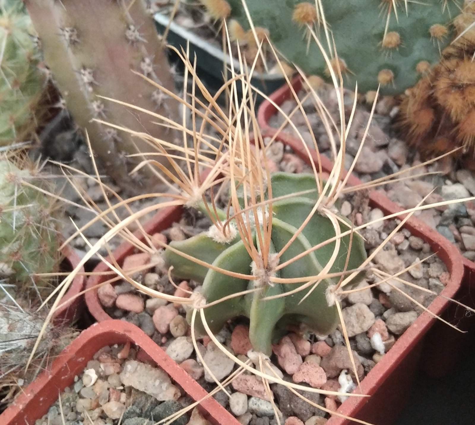 Astrophytum  senile v. aureum- cube-5cm-