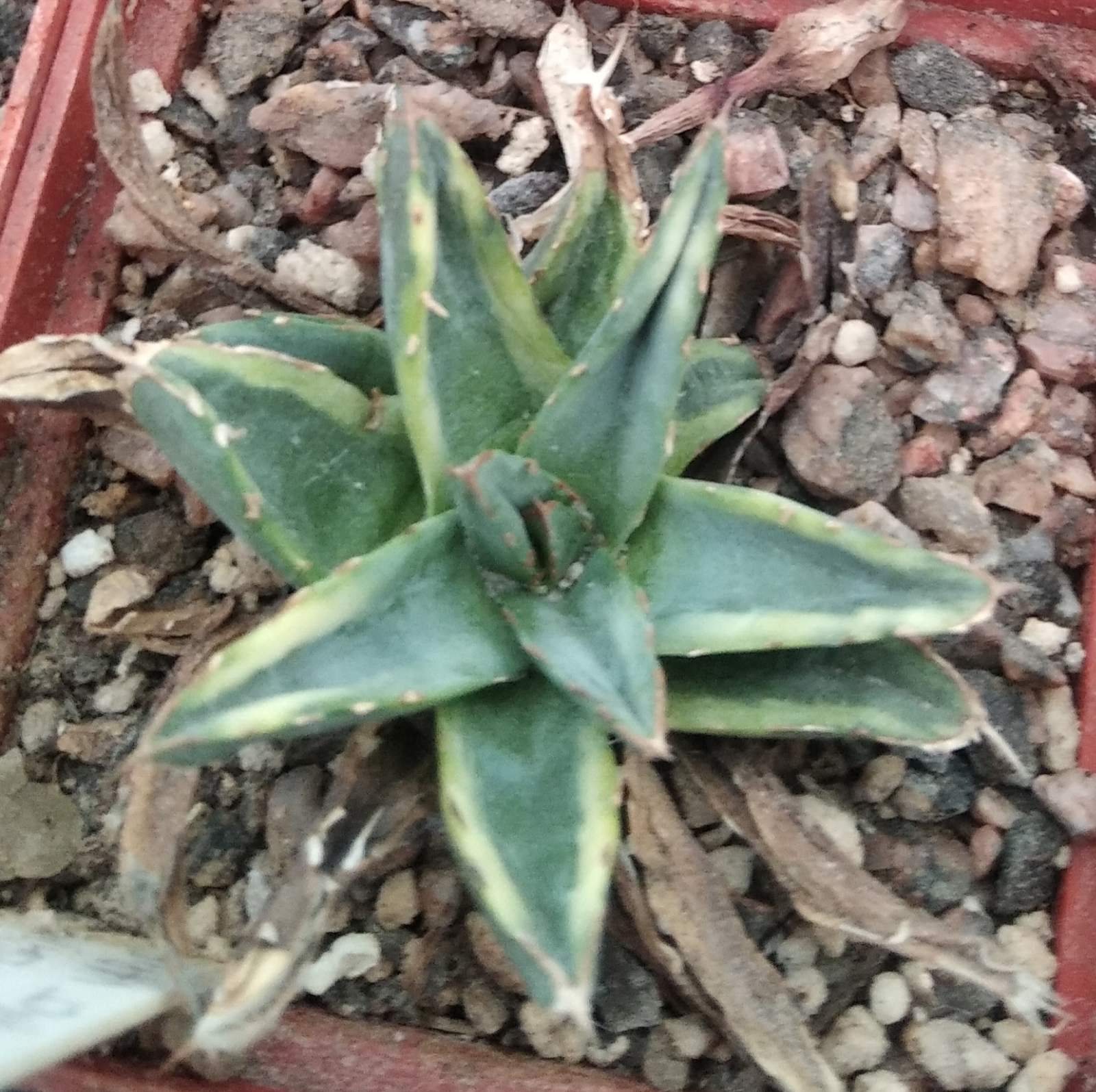 Agave victoriae-reginae f. variegata-