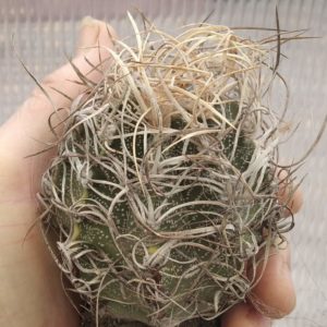 Astrophytum crasispinoides -діаметр- біля 8см-