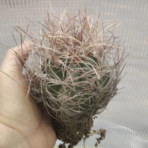 Аstrophytum  senile v. aureum- діам. - біля 8см-