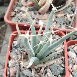 Leichtenbergia principis -s