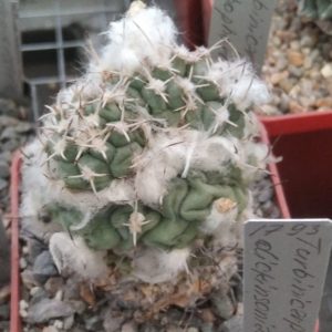 Turbinicarpus lophophoroides HO670 -s