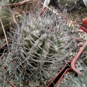 Neochilenia paucicostata -30 years-