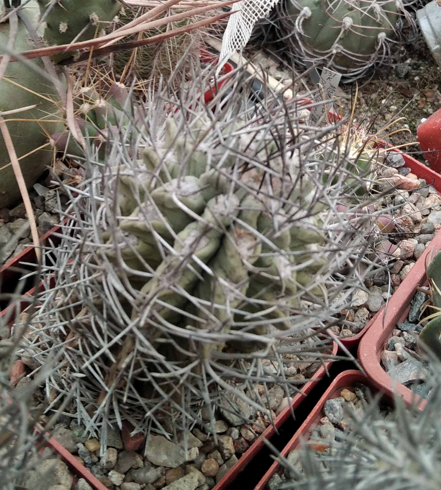 Neochilenia paucicostata -30 years-