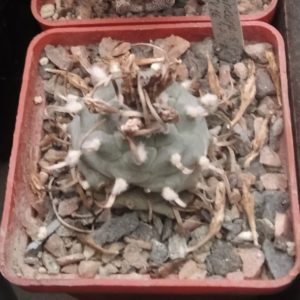 Turbinicarpus spec.TU16 -Piltz-