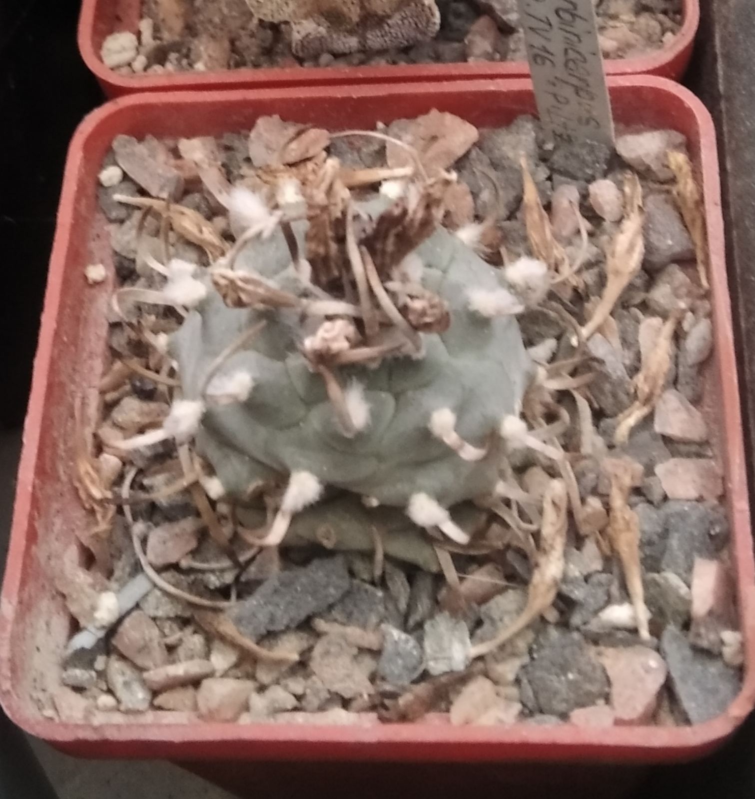 Turbinicarpus spec.TU16 -Piltz-