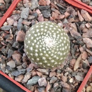 Blossfeldia fechseri P244 - прихована підщепа- сube-6cm-