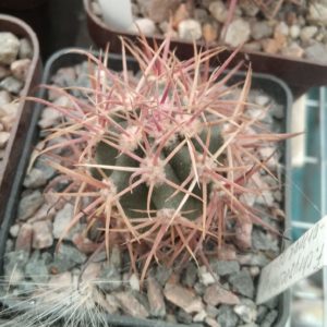 Ferocactus  chryzacanthus v. rubriflorus -Piltz- rare-