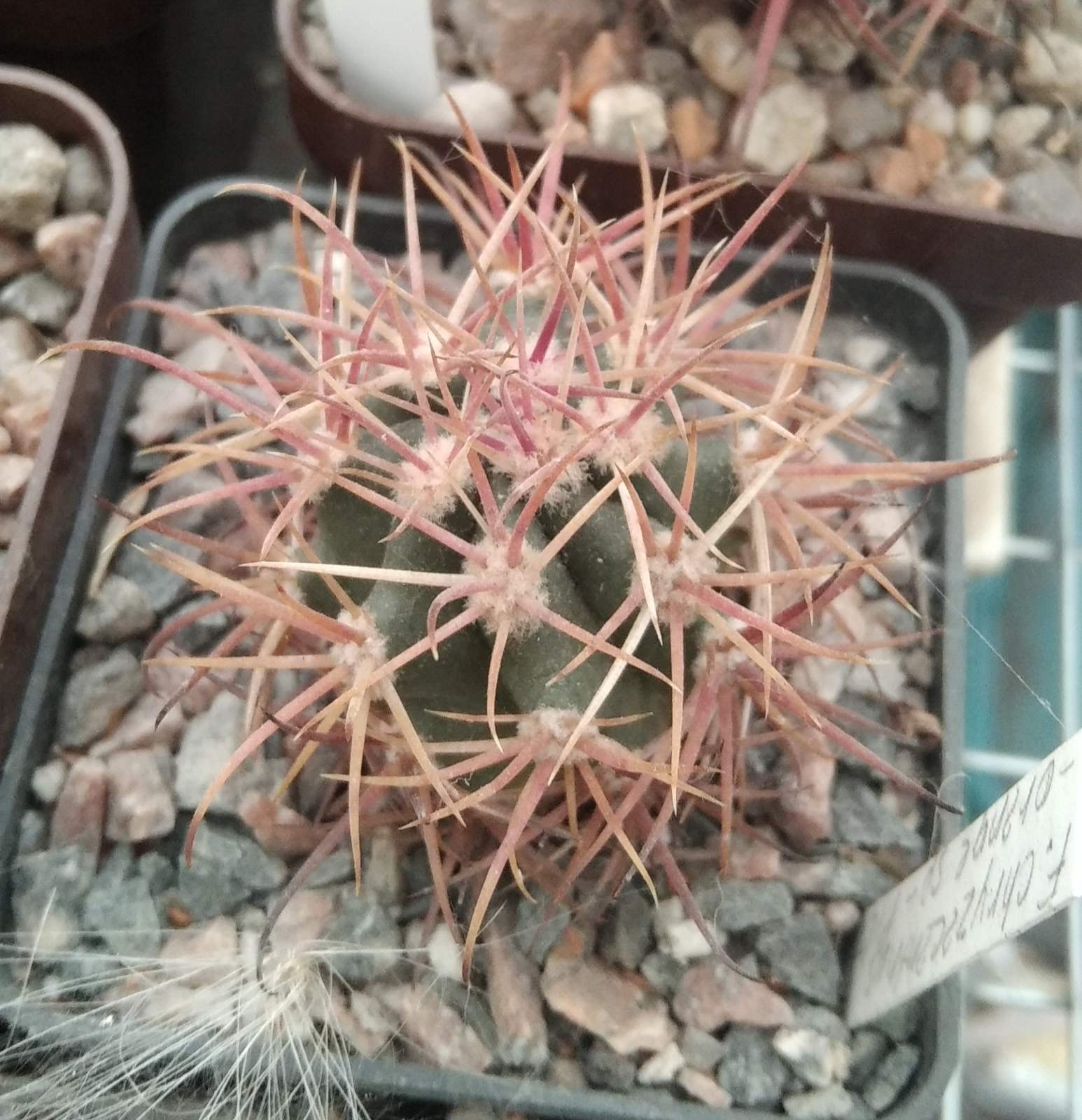 Ferocactus  chryzacanthus v. rubriflorus -Piltz- rare-