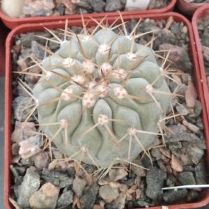 Copiapoa columna-alba JN1926 cube-7cm-прихована підщепа-