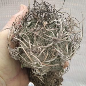 Аstrophytum  capricorne v. major -діаметр-біля 8см-