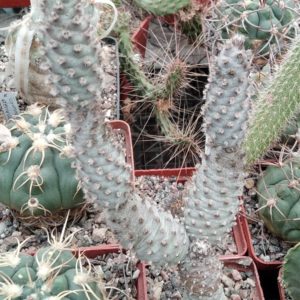 Tephrocactus strobiliformis -