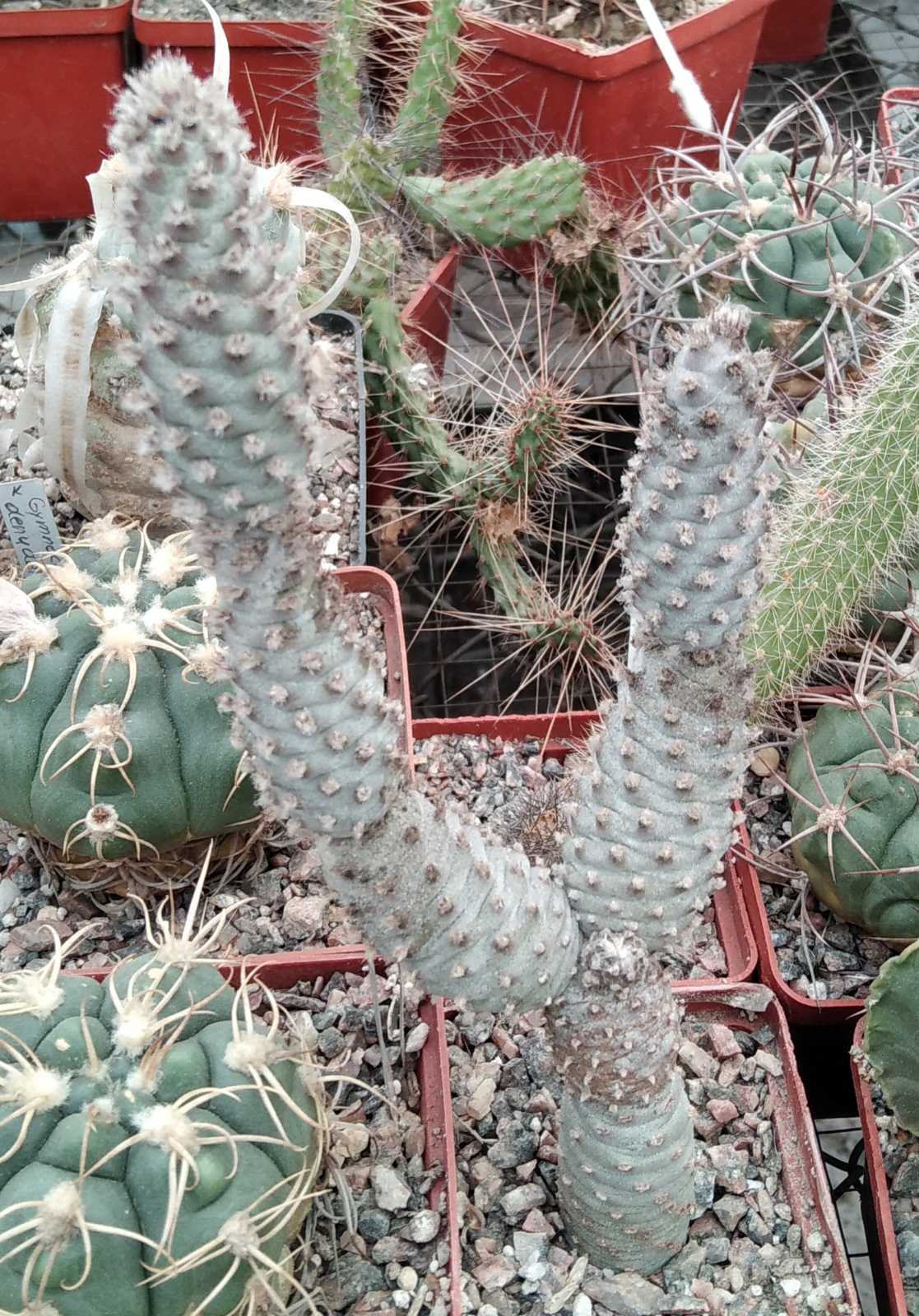 Tephrocactus strobiliformis -