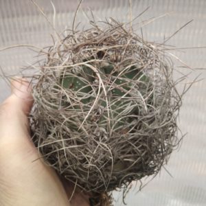 Аstrophytum  senile -діаметр- біля 9см-