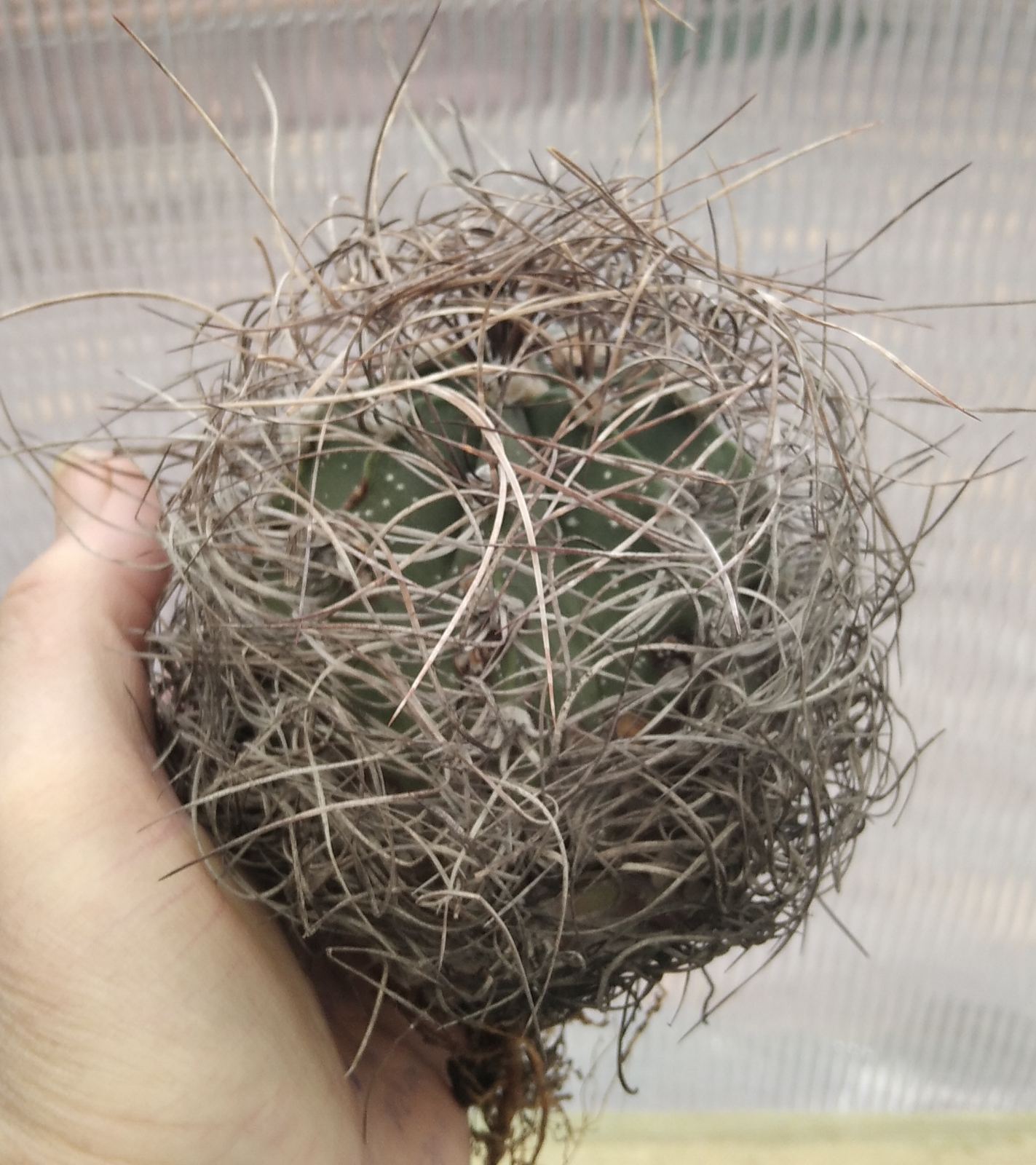 Аstrophytum  senile -діаметр- біля 9см-
