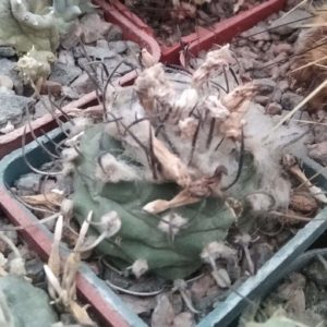 Turbinicarpus hybr. -s
