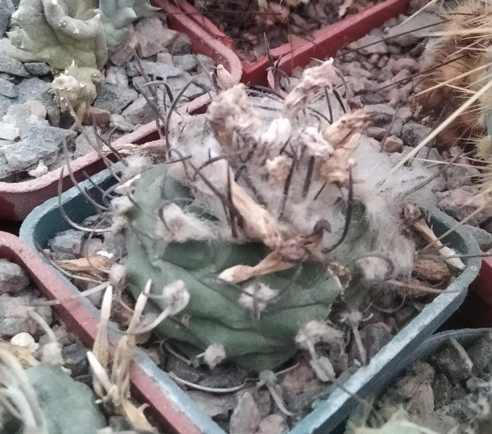 Turbinicarpus hybr. -s