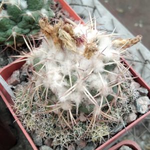 Coryphantha bumamma -cube-7cm-